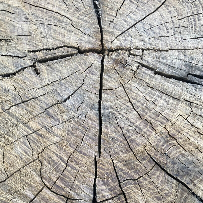 Logo BRUT DE BOIS