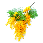 Logo EARL MIMOSA AUGIER