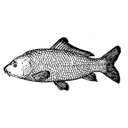 Logo FISH