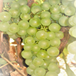 Logo LES VIGNERONS DE PREHY