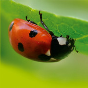 Logo NOVA JARDINS