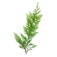 Logo SARL DEHAYE-ESPACES-VERTS