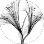 Logo SCANNER IRM DU PARC