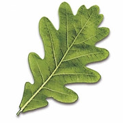 Logo SIROP BOIS (SSB)