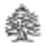 Logo SPRINGFIELD FRANCE
